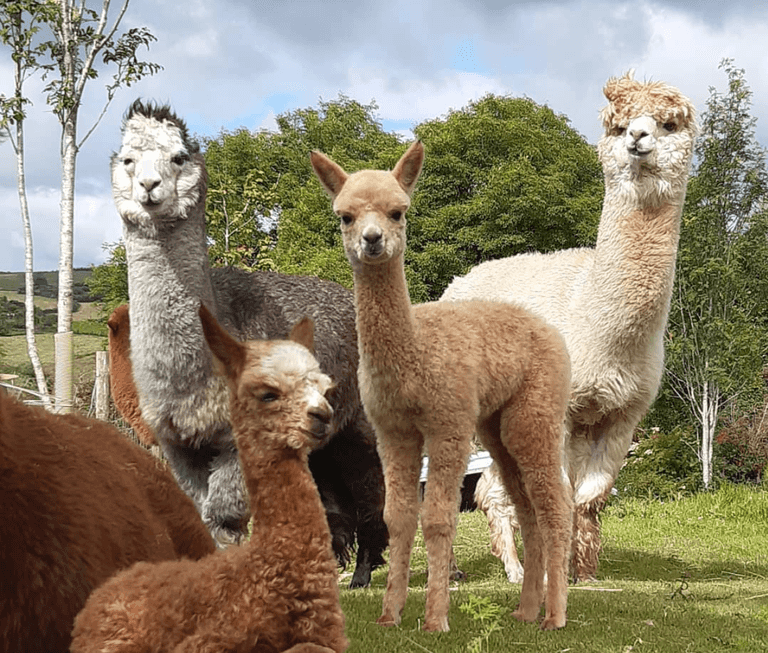 Explore Éire: Walk Alpacas And Swim Beside A Private Waterfall In This Log Cabin In West Cork Explore Éire: Walk Alpacas And Swim Beside A Private Waterfall In This Log Cabin In West Cork