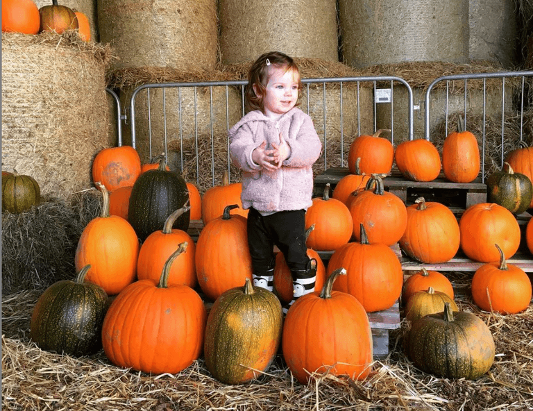 Nine Pumpkin Patches To Visit Around Ireland Nine Pumpkin Patches To Visit Around Ireland