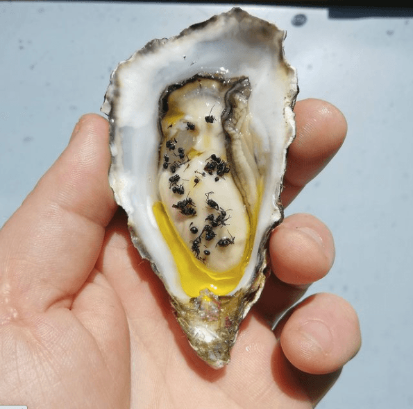 Ants and oysters are a thing and we’re actually tempted Ants and oysters are a thing and we’re actually tempted