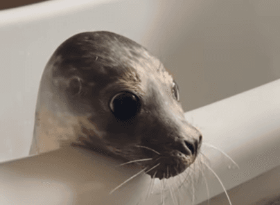 You can book a tour to meet and feed seals in Wexford You can book a tour to meet and feed seals in Wexford