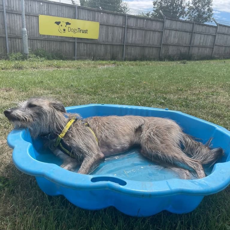 Dogs Trust issue safety advice to pet owners as temperatures rise Dogs Trust issue safety advice to pet owners as temperatures rise