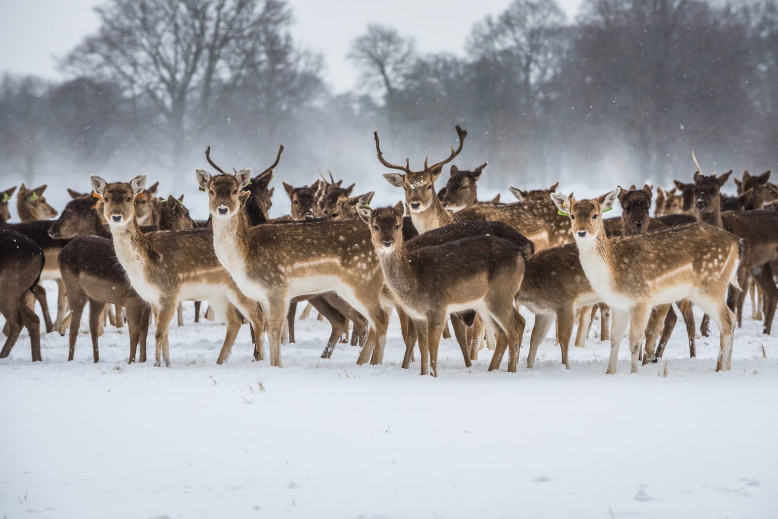 Snow warning issued for 18 counties starting from 6am on Sunday