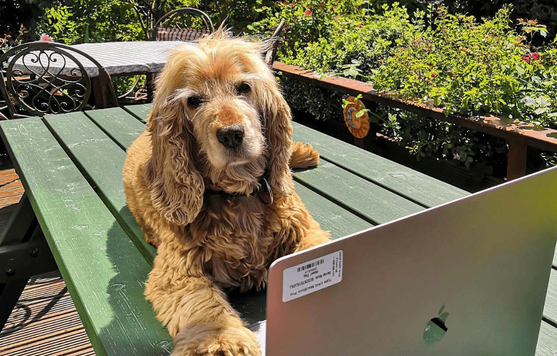 10 Irish dog accounts to follow for some truly wholesome content