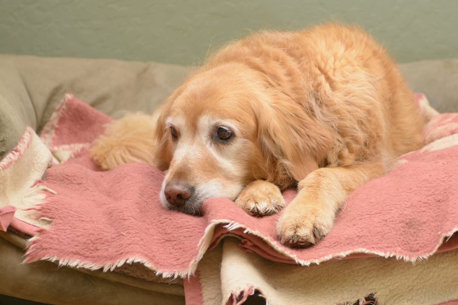 Galway charity has seen an increase in pets being surrendered