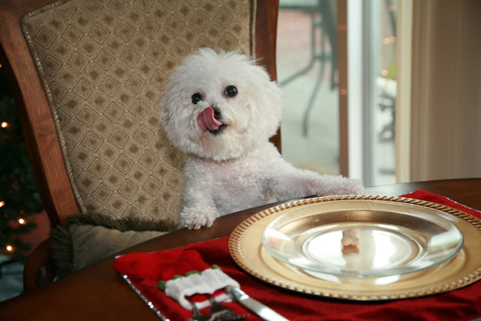 Don’t give your dog mulled wine and other pet safety tips over Christmas