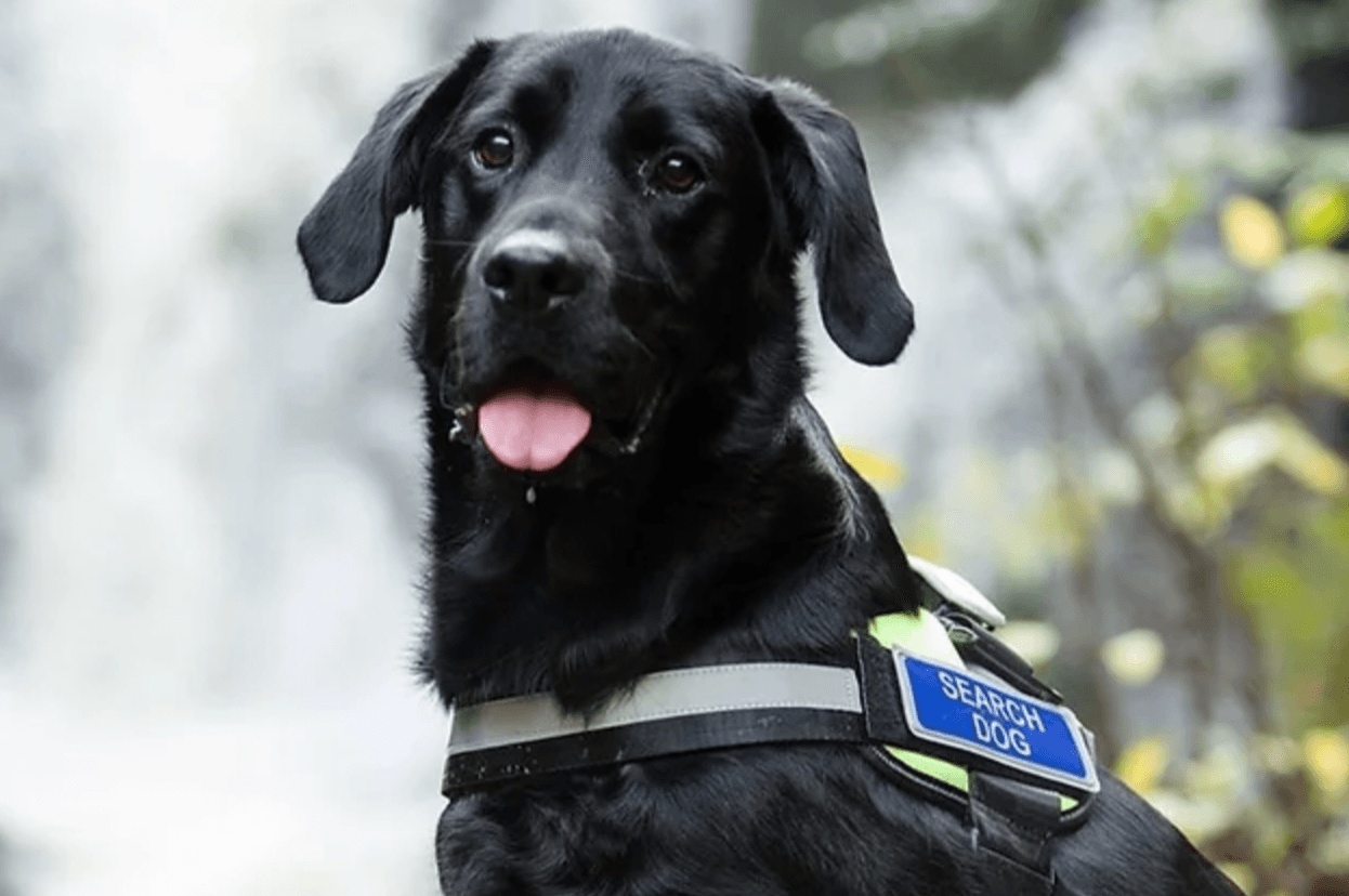 Dog rescue team that aided at Creeslough en route to Turkey/Syria earthquake zone