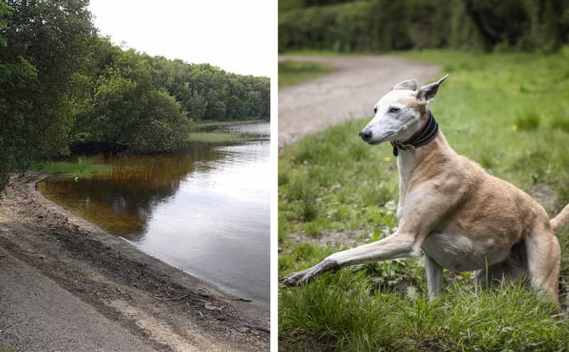 Deadly toxins discovered at Irish lake as six dogs die after walking in the area