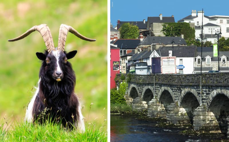 The Puck Fair goat will spend less time in elevated cage at this year’s festivities