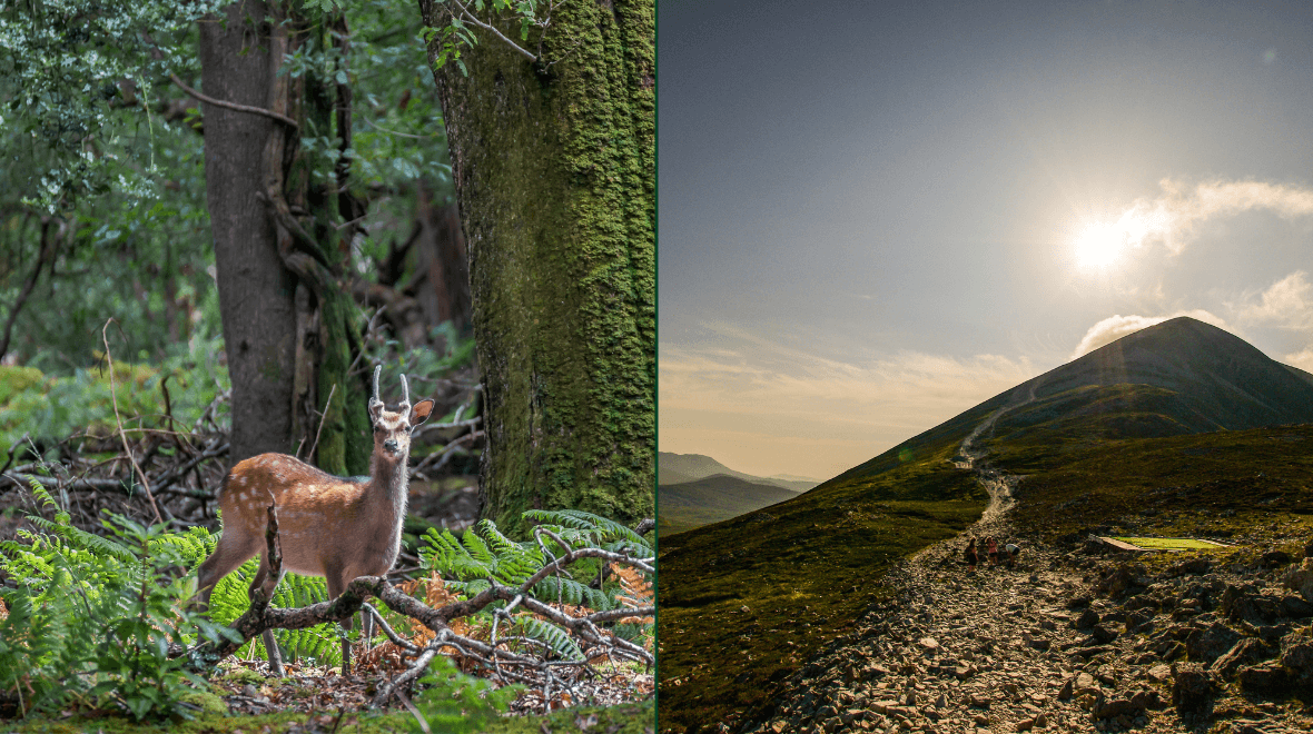 16 of the best autumnal woodland walks in Ireland