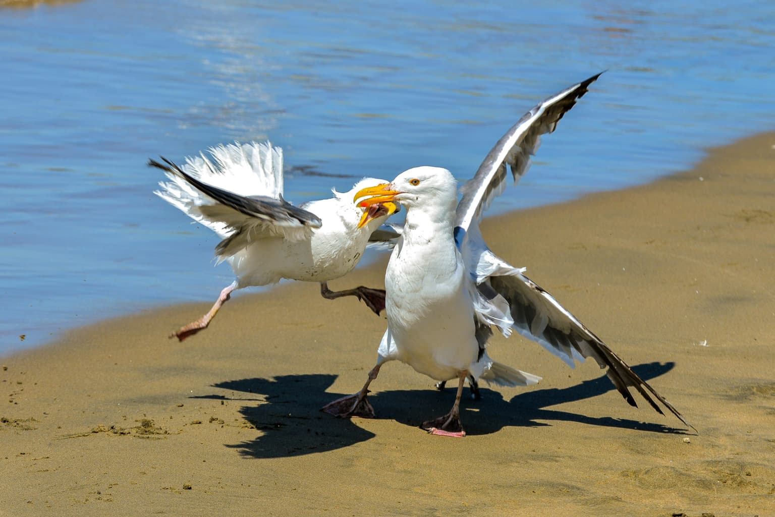 Former Drogheda Mayor suggests seagull contraception to reduce bird population