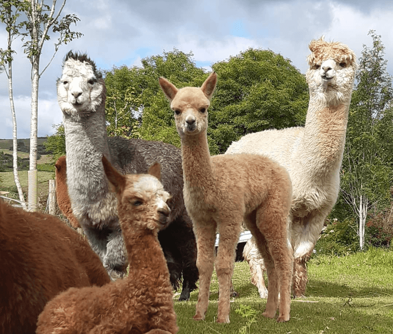 Explore Éire: Walk Alpacas And Swim Beside A Private Waterfall In This Log Cabin In West Cork Explore Éire: Walk Alpacas And Swim Beside A Private Waterfall In This Log Cabin In West Cork