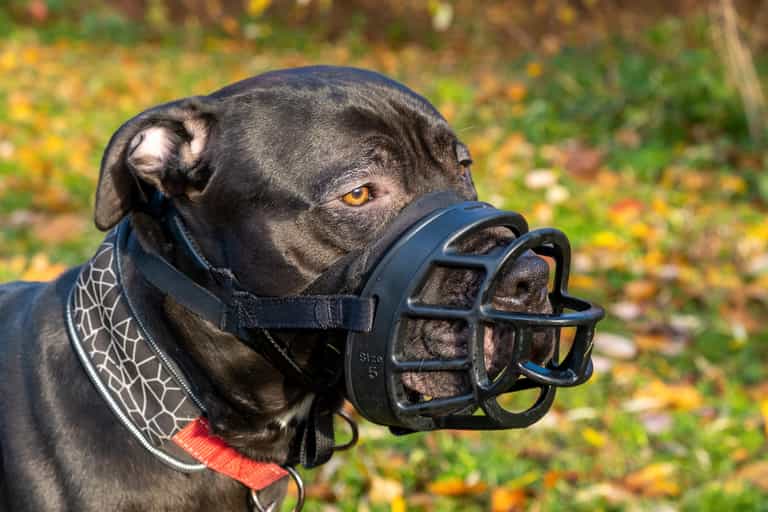 Stricter rules and higher fines to be introduced for owners of restricted dog breeds Stricter rules and higher fines to be introduced for owners of restricted dog breeds