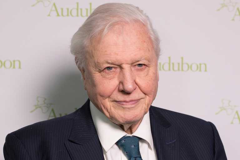David Attenborough has just joined Instagram so prepare to be blessed David Attenborough has just joined Instagram so prepare to be blessed