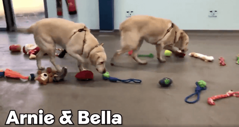 Watch the adorable moment these dogs pick their own Christmas presents Watch the adorable moment these dogs pick their own Christmas presents