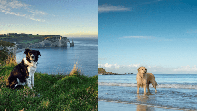 WINNER HAS BEEN CHOSEN: Two nights dog-friendly stay and 6 months of dog food by sharing pics of your pooch