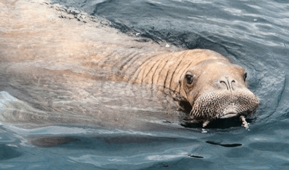 Wally the Walrus has wrapped up his West Cork staycay – where’s he off to next? Wally the Walrus has wrapped up his West Cork staycay – where’s he off to next?