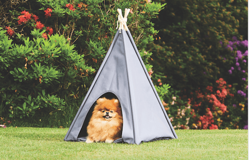 Aldi are celebrating International Dog Day with these dotey teepees for your furry friends! Aldi are celebrating International Dog Day with these dotey teepees for your furry friends!