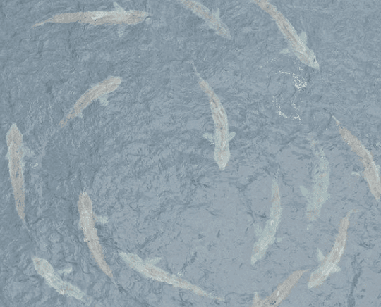 There were a lot of unexpected visitors to Irish waters this week.. who will we see next? There were a lot of unexpected visitors to Irish waters this week.. who will we see next?