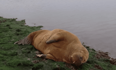 A potential lady friend for Wally the Walrus has been spotted off the coast of Germany A potential lady friend for Wally the Walrus has been spotted off the coast of Germany