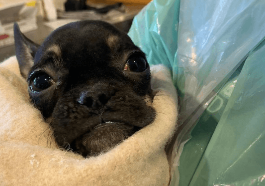 Gardaí have seized 33 dogs and other animals in a search of two apartments in Dublin Gardaí have seized 33 dogs and other animals in a search of two apartments in Dublin