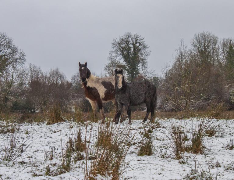 Kildare animal rescue appeals to public to foster horses over the winter months Kildare animal rescue appeals to public to foster horses over the winter months