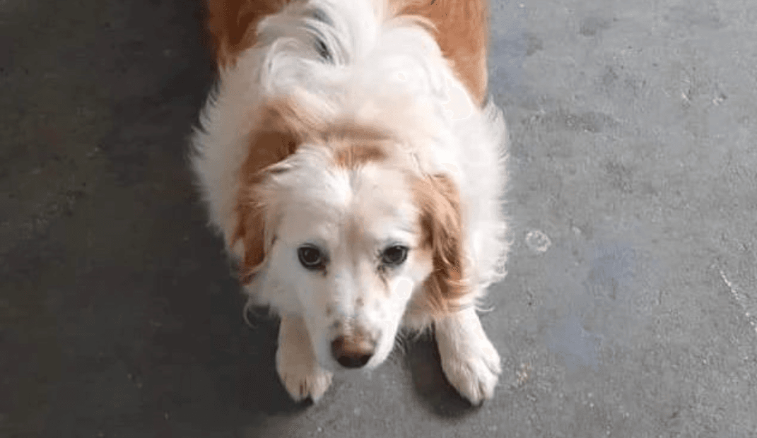 ‘No one gets left behind’ – 14 dogs saved from death row this week