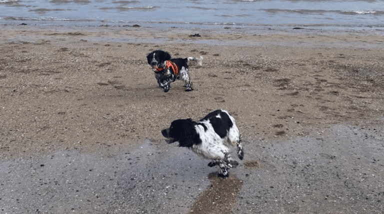 Long-lost dog siblings accidentally reunite on Kerry beach on Christmas Day Long-lost dog siblings accidentally reunite on Kerry beach on Christmas Day