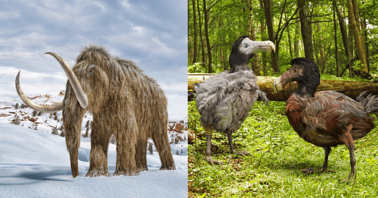 US company given $225m to bring extinct animals back to life US company given $225m to bring extinct animals back to life