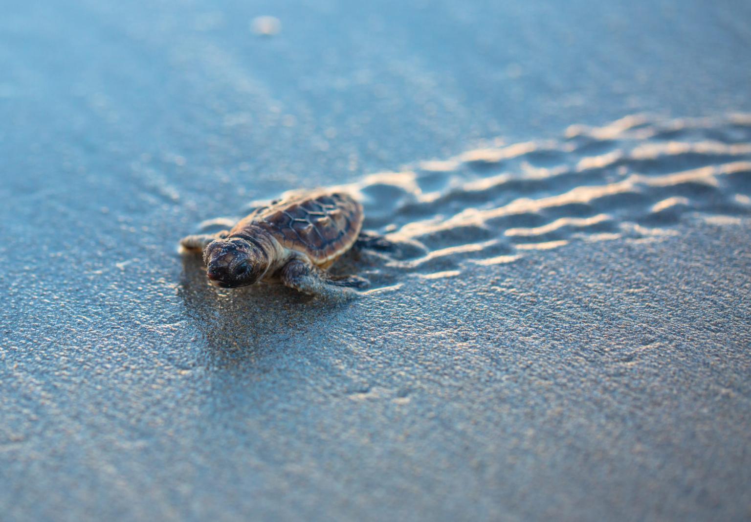 ‘Miracle’ Miami turtle being cared for in Dingle after washing up on Irish beach
