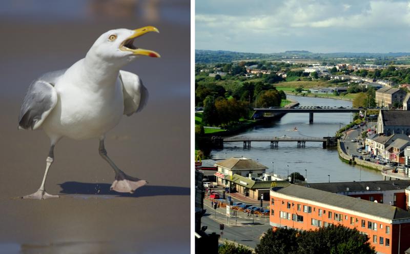 ‘It’s getting worse’ – Drogheda calls public meeting to address seagull problem