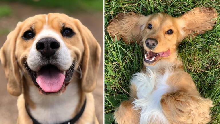 WIN a year’s supply of dog food plus an overnight stay in a pet-friendly hotel WIN a year’s supply of dog food plus an overnight stay in a pet-friendly hotel