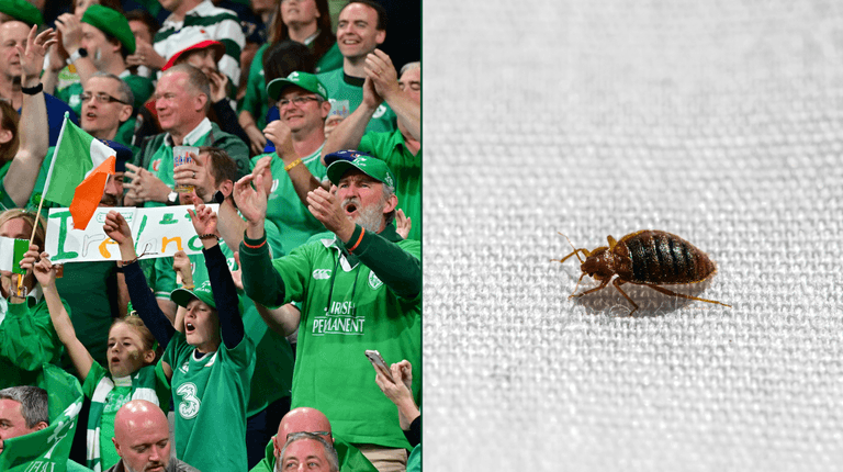 Warning to Irish rugby fans as bedbugs invade French cities Warning to Irish rugby fans as bedbugs invade French cities