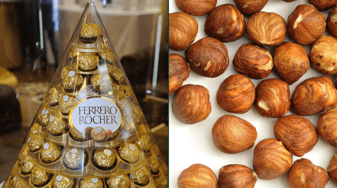 Shortage in hazelnuts could see lack of Ferrero Rochers this Christmas