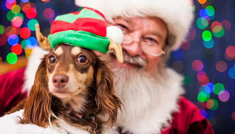 You can take your dog to visit Santa Paws this Christmas at 43 locations across Ireland You can take your dog to visit Santa Paws this Christmas at 43 locations across Ireland