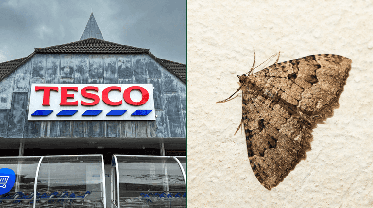 Tesco urgently recalls stuffing mix due to ‘possible presence of moths’ Tesco urgently recalls stuffing mix due to ‘possible presence of moths’