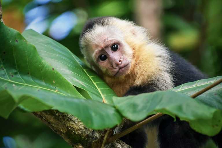 Escaped monkey on the loose in Wicklow is ‘looking for love’ Escaped monkey on the loose in Wicklow is ‘looking for love’