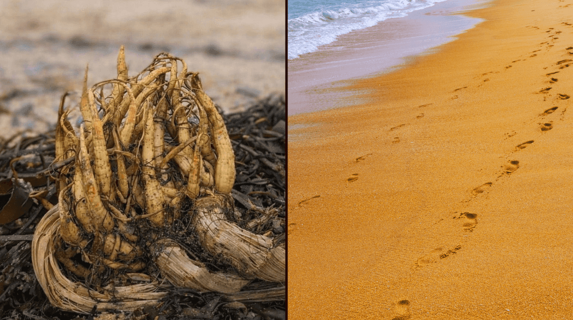Warning as deadly plant turns up on Irish beaches Warning as deadly plant turns up on Irish beaches