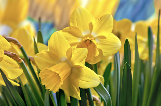 Irish Cancer Society cancel Daffodil Day