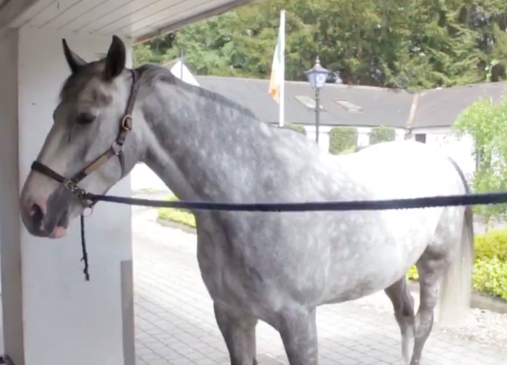 The Gardai want a name for their new horse and Irish people have responded accordingly