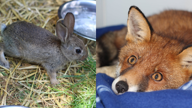 animals in wildlife hospital in Meath, Ireland