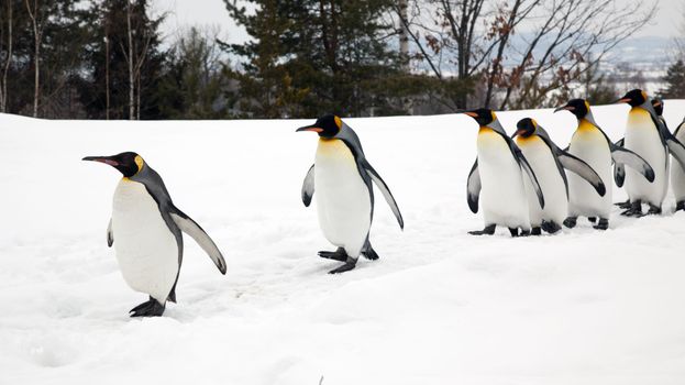 penguin