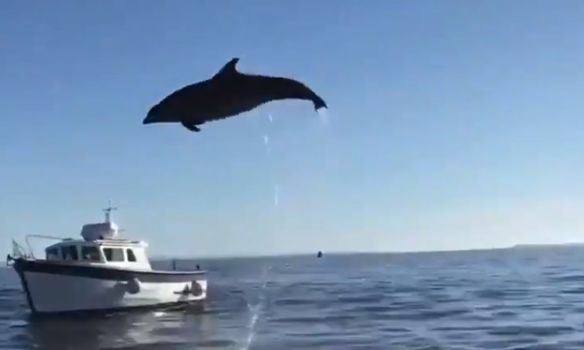 Dolphin