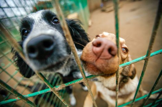 Dogs Trust Ireland