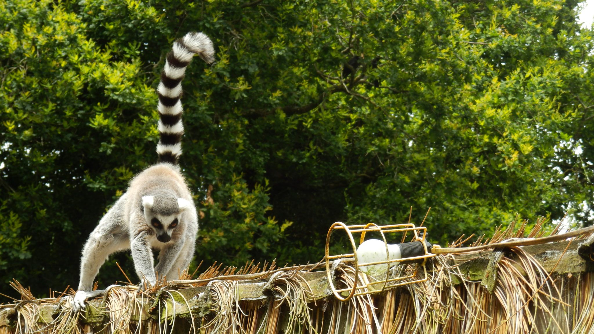 Online fundraiser in support of Fota Wildlife Park surpasses €3,500 donations in just two days