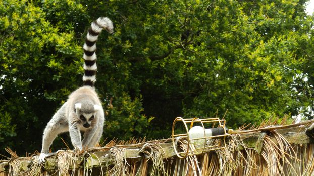 Fota Wildlife Park