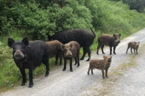 The wild boars are here and so are the tweets