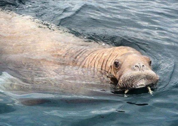 Seal Rescue Ireland have issued advice as an Atlantic walrus has been spotted along the Irish coastline