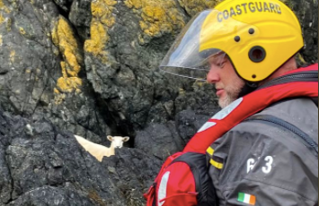 A good news story for your Monday - this sheep was safely rescued after falling from a cliff