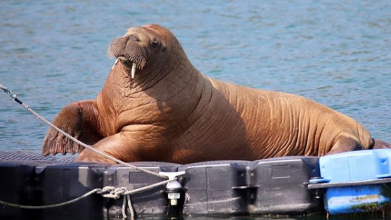 Update: Wally the Walrus is still enjoying his West Cork holiday