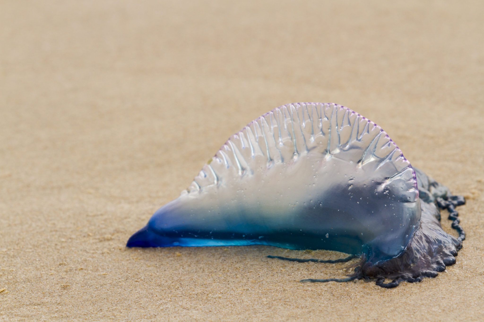 Caution advised to Irish sea swimmers as Man O’War jellyfish is spotted in Waterford